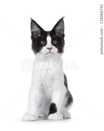 Maine Coon kitten on white background 119066792