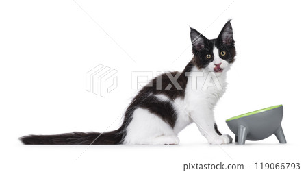 Maine Coon kitten with foodbowl on white background 119066793