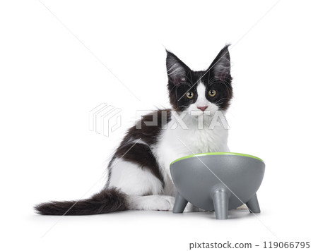 Maine Coon kitten with foodbowl on white background Maine Coon kitten with foodbowl on white background 119066795