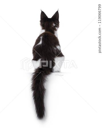 Maine Coon kitten on white background Maine Coon kitten on white background 119066799