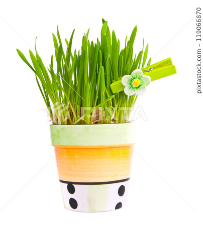green grass 119066870