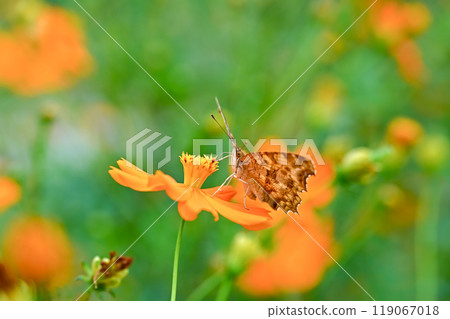 Kitatteja Kitatteja 119067018