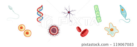 Different Microorganisms and Protozoa Cells as Microbiology Organism Vector Set Different Microorganisms and Protozoa Cells as Microbiology Organism Vector Set 119067083