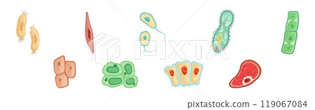 Different Microorganisms and Protozoa Cells as Microbiology Organism Vector Set Different Microorganisms and Protozoa Cells as Microbiology Organism Vector Set 119067084
