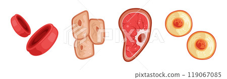 Different Microorganisms and Protozoa Cells as Microbiology Organism Vector Set 119067085