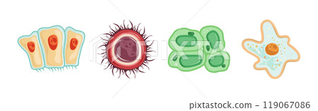 Different Microorganisms and Protozoa Cells as Microbiology Organism Vector Set 119067086