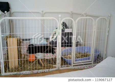 pet rabbit in a large cage in a student dormitory room 119067127