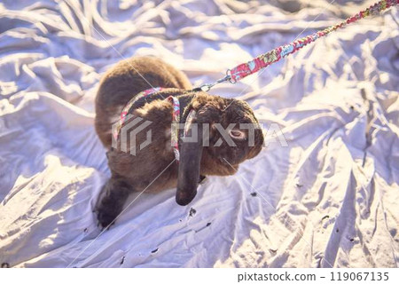 young plus size woman walking and playing with her pet rabbit by the sea in Copenhagen 119067135