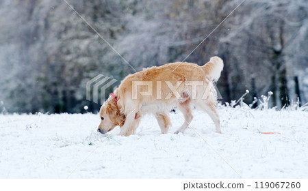 Adorable Golden Retriever Dog Walking An A Snow Field Adorable Golden Retriever Dog Walking An A Snow Field 119067260