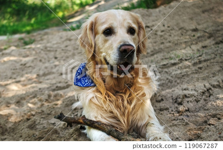 adorable golden retriever dog outdoors adorable golden retriever dog outdoors 119067287