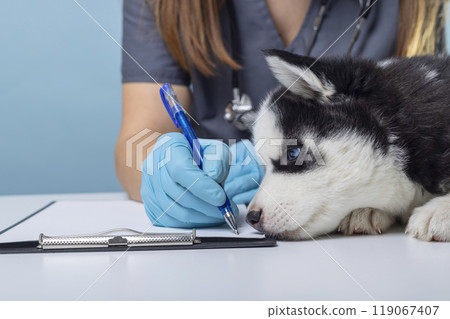 Veterinarian writing with puppy nearby 119067407