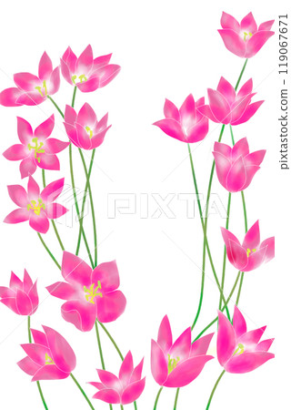 Colchicum flower card 9 Colchicum flower card 9 119067671