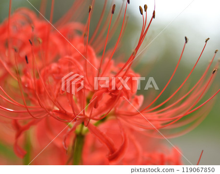 群集孤挺花 群集孤挺花 119067850