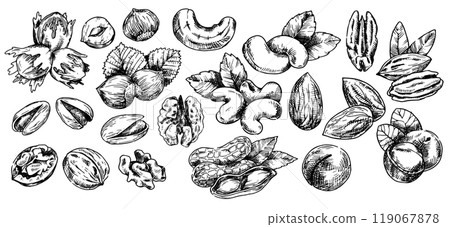set of nuts, illustration in sketch style. walnut, pecan, hazelnut, cashew, peanut, almond, macadamia 119067878