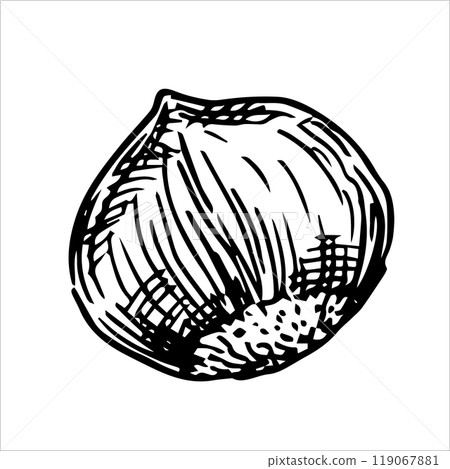 hazelnut illustration. linear drawing in sketch style 119067881