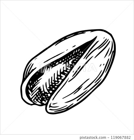 pistachio nut illustration. linear drawing in sketch style 119067882