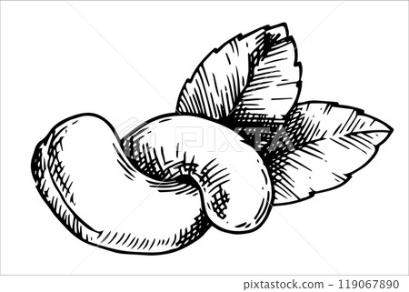 cashew nut illustration. linear drawing in sketch style 119067890