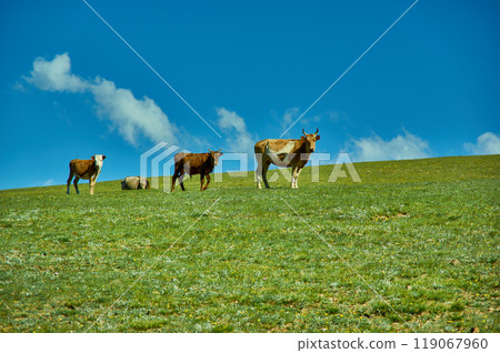 Mongolian cows in a mountain meadow Mongolian cows in a mountain meadow 119067960