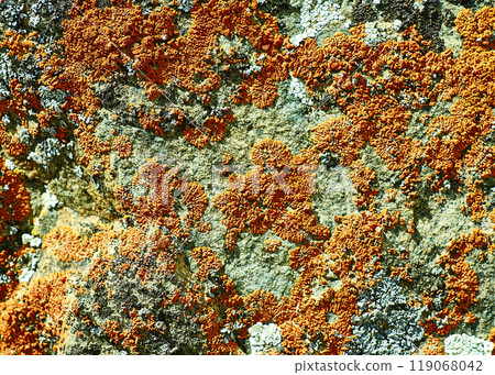 Mongolian Structure of surface of the stone Mongolian Structure of surface of the stone 119068042
