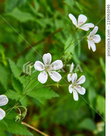 Geranium pratense 119068046