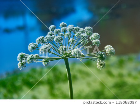 Angelica plan, umbelliferae bloom Angelica plan, umbelliferae bloom 119068087