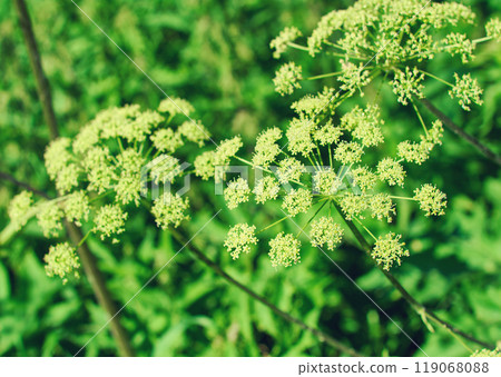 Angelica plan, umbelliferae bloom Angelica plan, umbelliferae bloom 119068088
