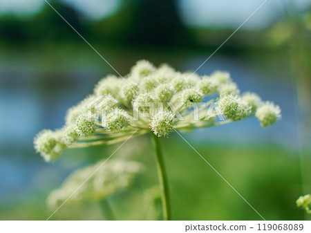 Angelica plan, umbelliferae bloom Angelica plan, umbelliferae bloom 119068089