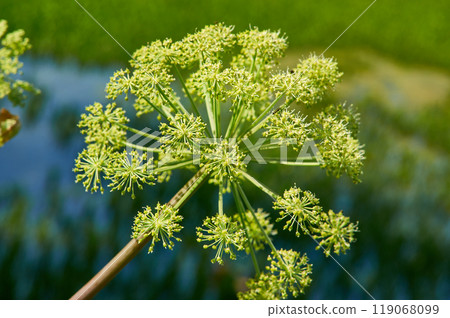 Norwegian angelica 119068099