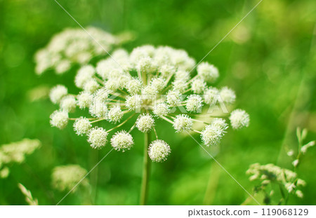 Angelica plan, umbelliferae  bloom 119068129
