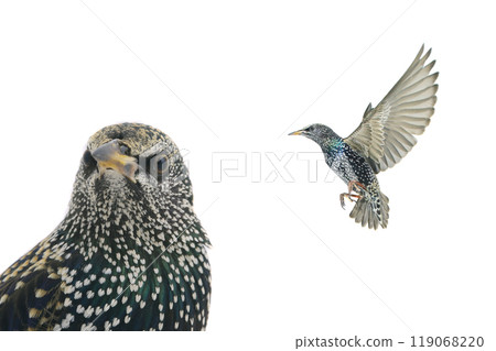 starling isolated on white background starling isolated on white background 119068220