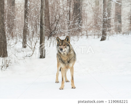 Gray Wolf standing against the background of the forest Gray Wolf standing against the background of the forest 119068221