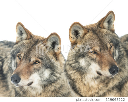 two gray wolf is isolated on a white background. two gray wolf is isolated on a white background. 119068222