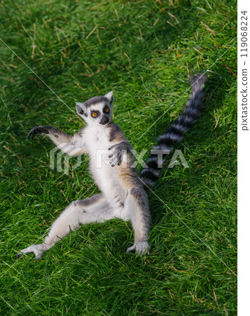 lemur sitting on the grass and basking in the sun 119068224