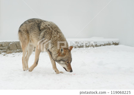 wolf looking for its prey following the trail in winter wolf looking for its prey following the trail in winter 119068225