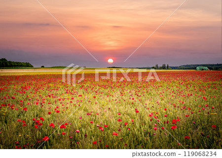 red poppies fields in Normandy, france 119068234