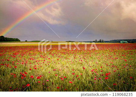 red poppies fields in Normandy, france 119068235