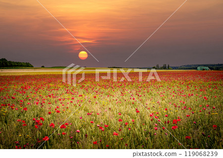 red poppies fields in Normandy, france 119068239