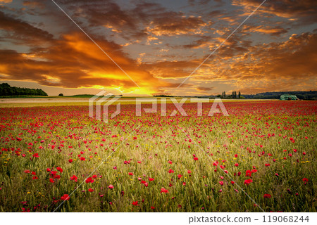 red poppies fields in Normandy, france 119068244