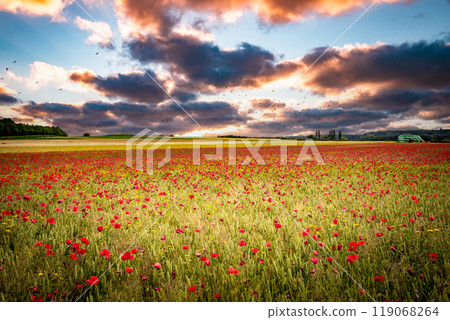 red poppies fields in Normandy, france red poppies fields in Normandy, france 119068264