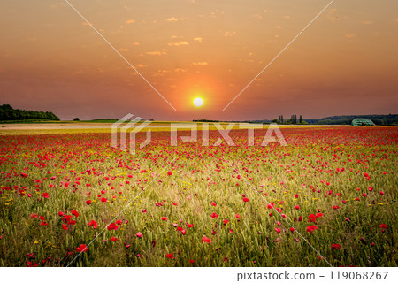 red poppies fields in Normandy, france 119068267