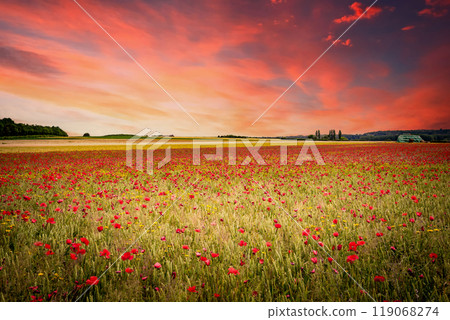red poppies fields in Normandy, france 119068274