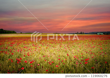 red poppies fields in Normandy, france red poppies fields in Normandy, france 119068276