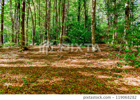 Colorful trees and leaves in autumn in the Montseny Natural Park in Barcelona, Spain Colorful trees and leaves in autumn in the Montseny Natural Park in Barcelona, Spain 119068282