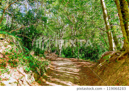 Colorful trees and leaves in autumn in the Montseny Natural Park in Barcelona, Spain Colorful trees and leaves in autumn in the Montseny Natural Park in Barcelona, Spain 119068283