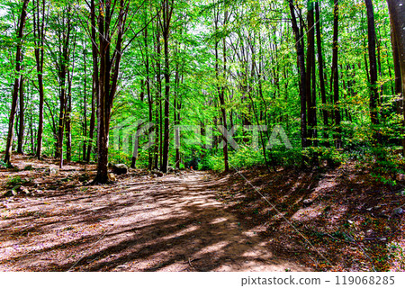 Colorful trees and leaves in autumn in the Montseny Natural Park in Barcelona, Spain 119068285