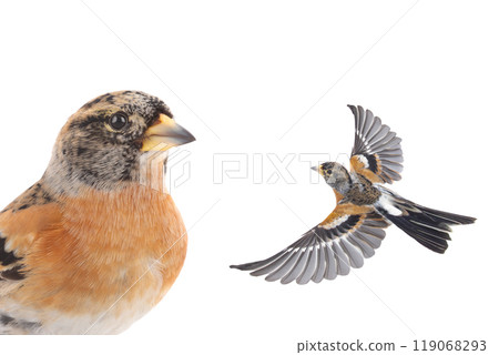 brambling bird in flight isolated on white background. 119068293