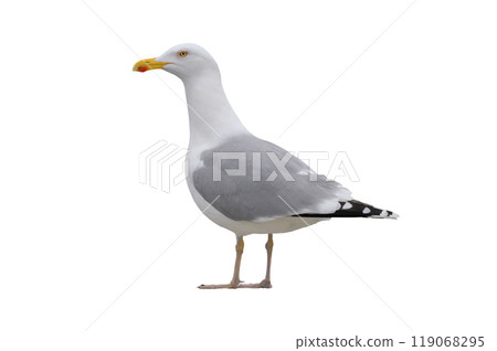 Larus cachinnans isolated on white background 119068295
