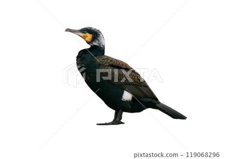 cormorant isolated on white background 119068296