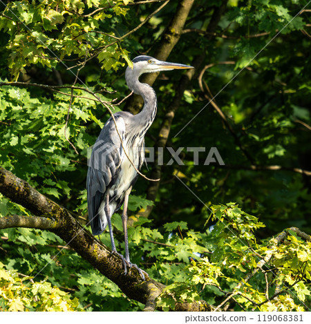 Grey heron, Ardea cinerea, sitting on a branch in a tree and looking around Grey heron, Ardea cinerea, sitting on a branch in a tree and looking around 119068381