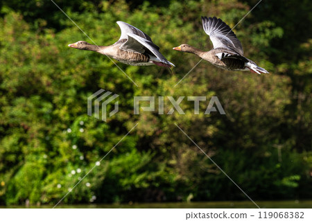 The flying greylag goose, Anser anser is a species of large goose 119068382